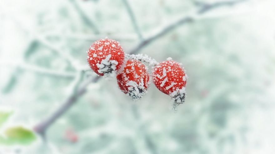 How Can You Protect Your Plants During Winter? Read This! protect plants in winter