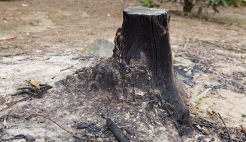 How to Remove a Tree Stump