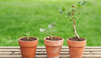 how to repot a plant