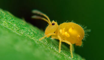 Springtails: What Are They & How to Identify Them