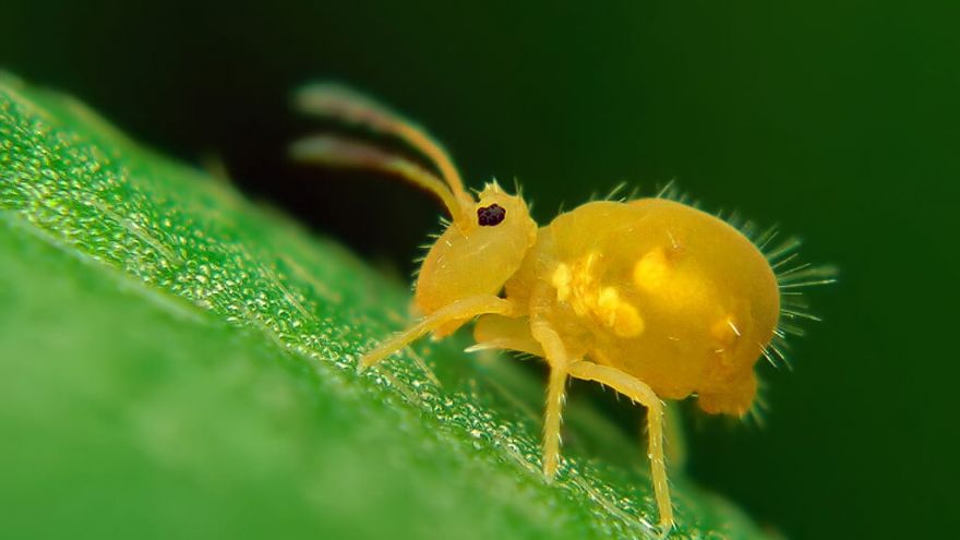 Springtails: What Are They & How to Identify Them