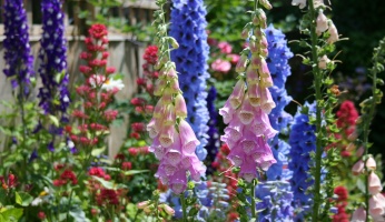 Annuals and Perennials