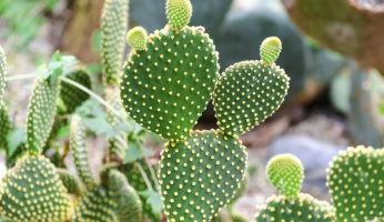 types of cactus plants