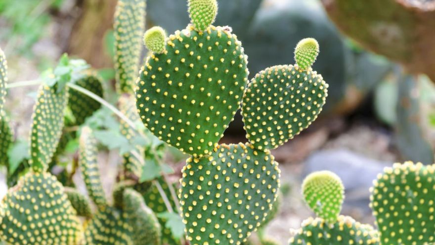 Types Of Cactus Plants And How To Take Proper Care Of Your Own,Microcrystalline Cellulose In Food