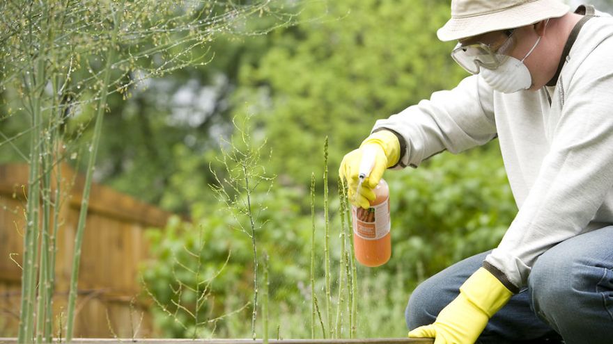 Safety Tips for Using Pesticides Around Your House Using Pesticides