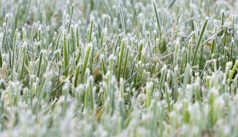 winter yard
